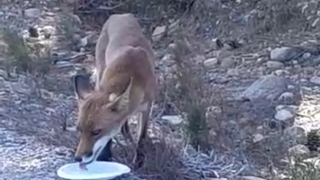 Karşısına çıkan tilkiye su verdi