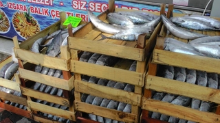 Kasalar dolusu palamut ve hamsi ile döndüler