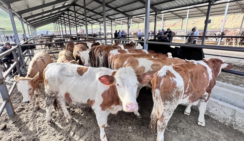 Kasaplar Federasyonu: Her bütçeye uygun kurbanlık var