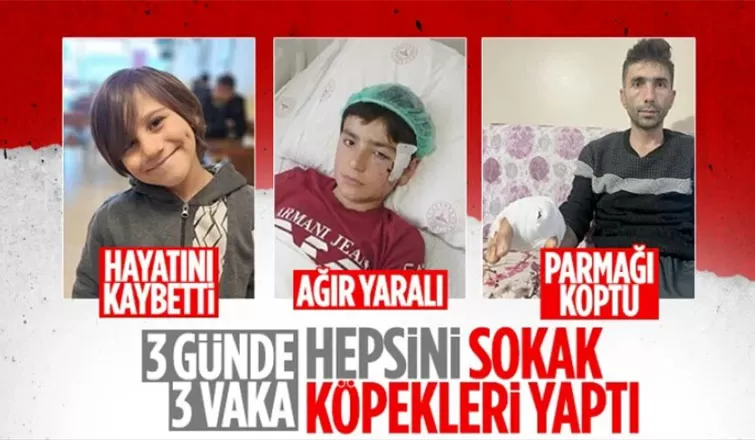 Kastamonu'da komşusuna yardıma giden adama köpek saldırdı