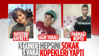 Kastamonu'da komşusuna yardıma giden adama köpek saldırdı