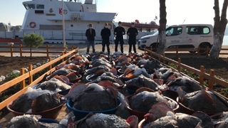 Katliam yapıp 3 ton kalkan avladılar