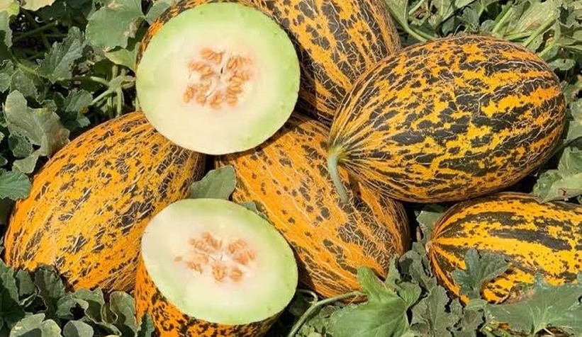 Kavun üreticinin yüzü bu yıl gülüyor