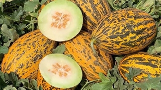 Kavun üreticinin yüzü bu yıl gülüyor