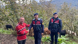 Kayıp hayvanlar bulunarak sahibine teslim edildi