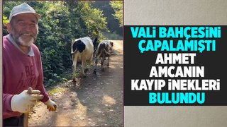 Kayıp inekleri Milli sporcu buldu