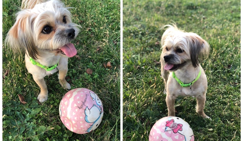 Kayıp köpeği bulana para ödülü verilecek