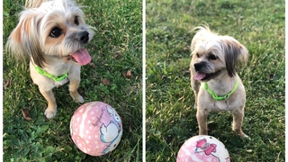 Kayıp köpeği bulana para ödülü verilecek