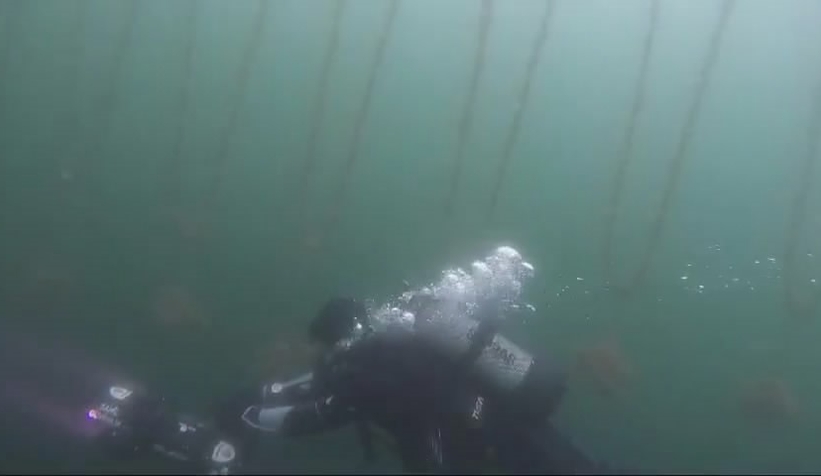 Kayıp mürettebatı aramak için midye çiftliğine daldılar