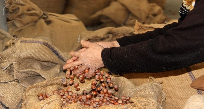 Kaynarca fındık üreticisine büyük müjde