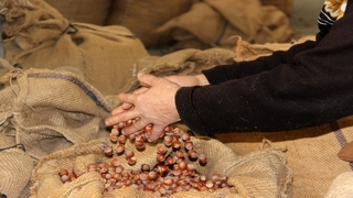 Kaynarca fındık üreticisine büyük müjde