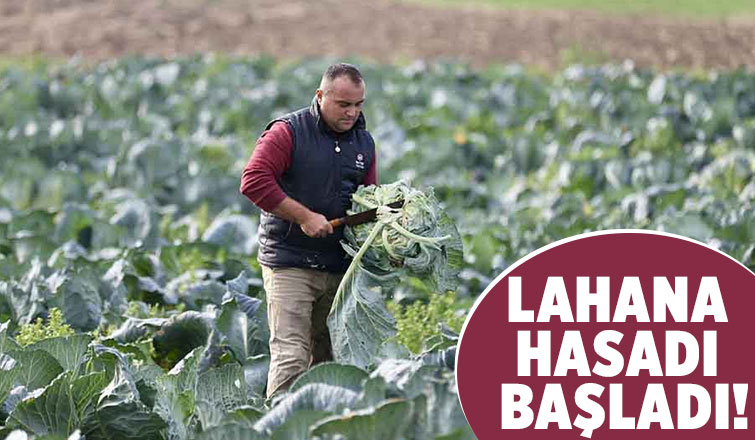 Kaynarca lahanasının hasadı başladı