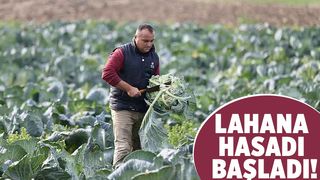 Kaynarca lahanasının hasadı başladı