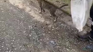 Kedi çuvala konup yola atıldı