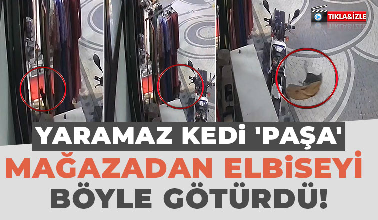 Kedi mağazadaki elbiseyi götürdü