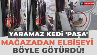 Kedi mağazadaki elbiseyi götürdü