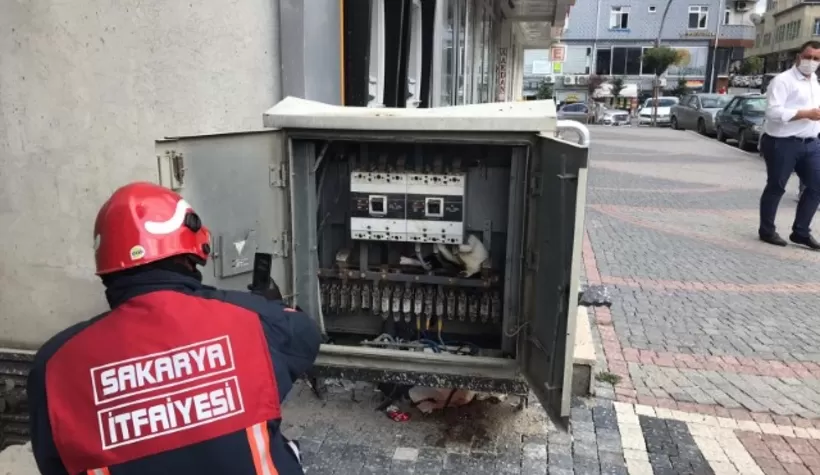 Kedi mahalleyi elektriksiz bıraktı