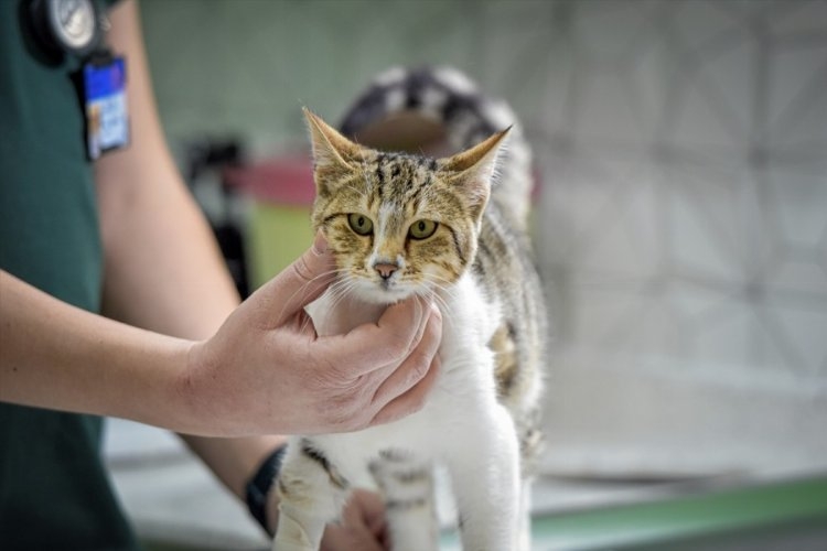 Kedi sahipleri dikkat, tedavisi 30 bin lirayı buluyor