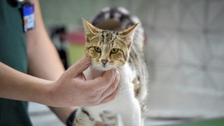 Kedi sahipleri dikkat, tedavisi 30 bin lirayı buluyor