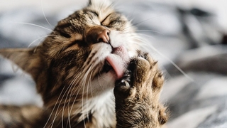 Kediler koronavirüsü iki günde yeniyor