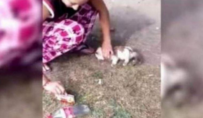 Kedilere işkence görüntülerine soruşturma