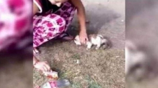 Kedilere işkence görüntülerine soruşturma