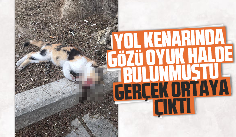 Kedinin nasıl öldüğü ortaya çıktı