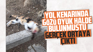Kedinin nasıl öldüğü ortaya çıktı