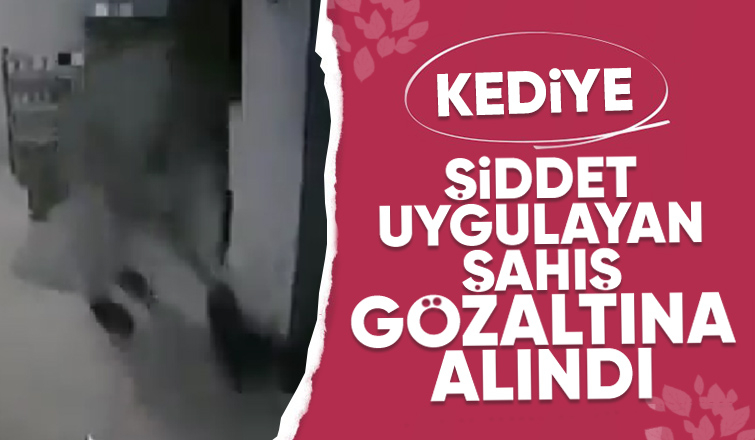 Kediye şiddete gözaltı