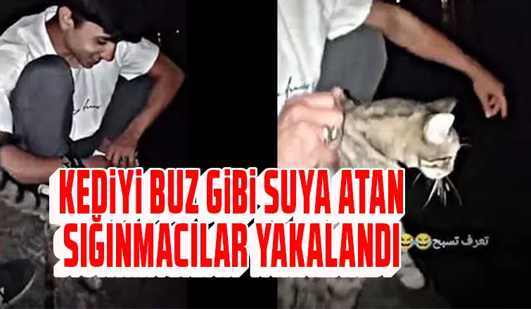Kediyi buz gibi suya atan sığınmacılar yakalandı