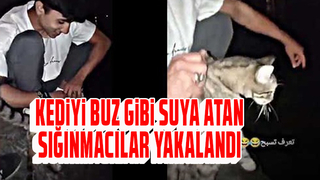 Kediyi buz gibi suya atan sığınmacılar yakalandı