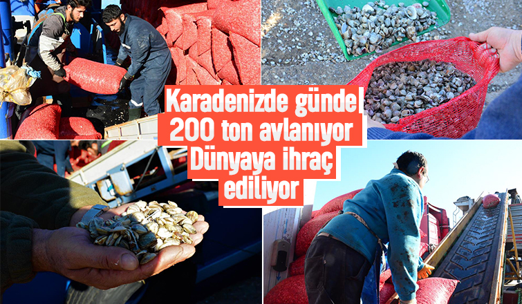 Kefken Limanı'ndan çıkan kum midyeleri dünyaya yayılıyor