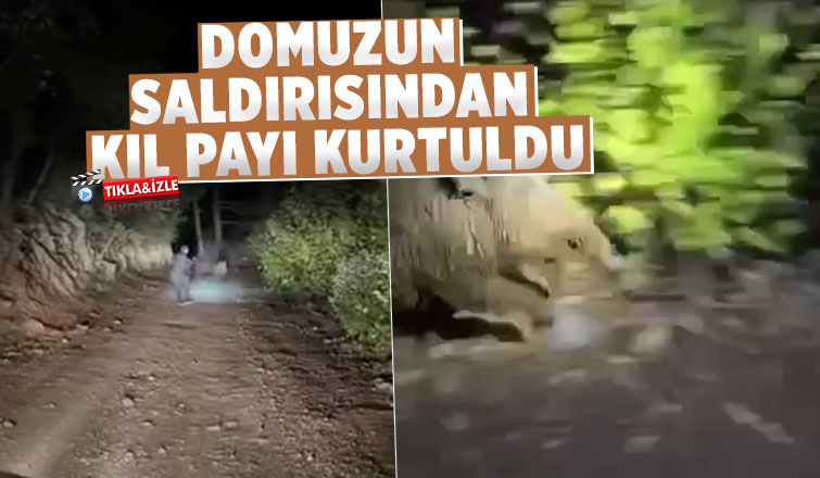 kendisine saldıran domuzdan kıl payı kurtuldu