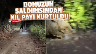 kendisine saldıran domuzdan kıl payı kurtuldu