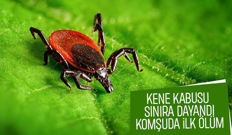 Kene Bolu'da can aldı