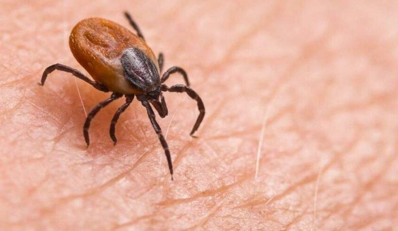 Kene ısırmalarına karşı mRNA aşısı geliştirildi