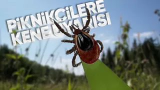Kene popülasyonu arttı, uyarı geldi