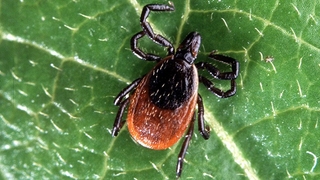 Kene uyarısı; İlaçlamayı düzenli yapın