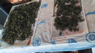 Kenevir imalathanesine operasyon