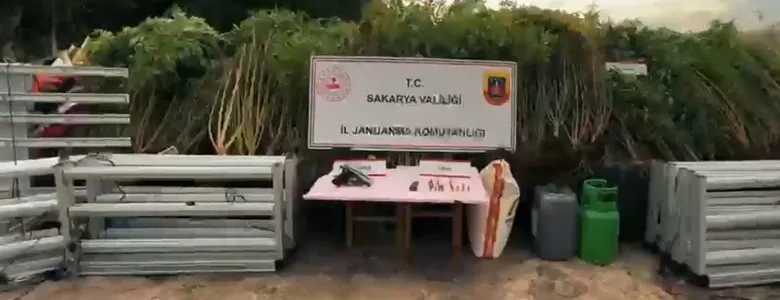 Kenevir tarlasını eve taşıdı: Operasyonla yakalandı