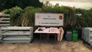 Kenevir tarlasını eve taşıdı: Operasyonla yakalandı