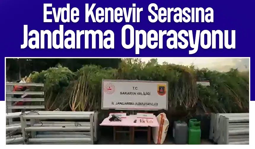 Kenevir tarlasını eve taşıdı: Operasyonla yakalandı