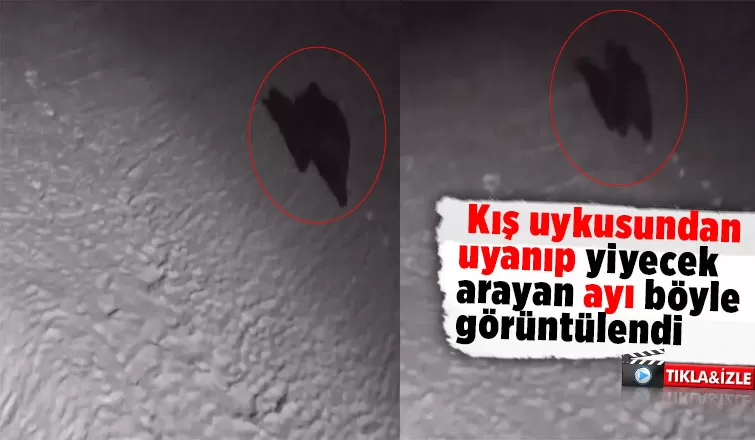 Keremali'de kış uykusundan uyanan ayı görüntülendi