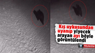 Keremali'de kış uykusundan uyanan ayı görüntülendi