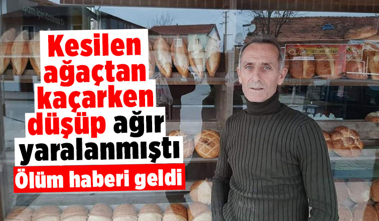 Kesilen ağaçta kaçarken düşmüştü, hayatını kaybetti