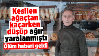 Kesilen ağaçta kaçarken düşmüştü, hayatını kaybetti