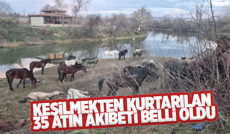Kesilmekten kurtarılan atlar sahiplendirilecek