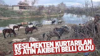 Kesilmekten kurtarılan atlar sahiplendirilecek
