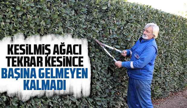 Kesilmiş ağacı tekrar kesince olanlar oldu