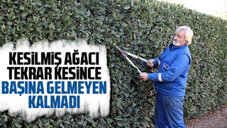 Kesilmiş ağacı tekrar kesince olanlar oldu